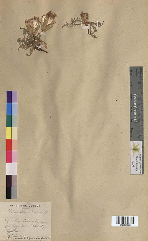 Carduncellus mitissimus (Asteraceae)
