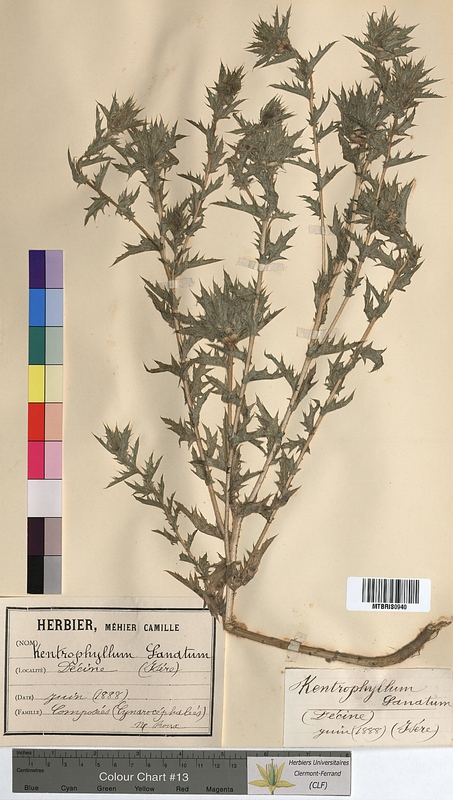 Kentrophyllum lanatum (Asteraceae)