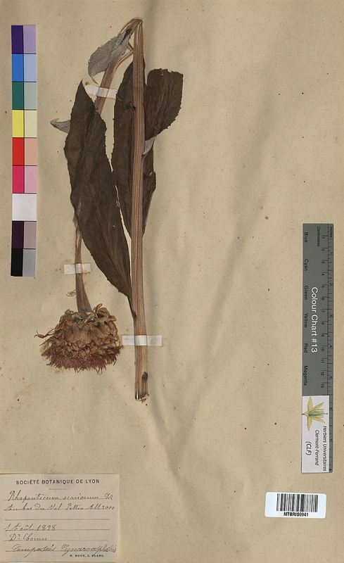 Rhaponticum scariosum (Asteraceae)