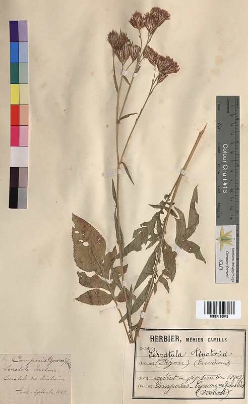 Serratula tinctoria (Asteraceae)