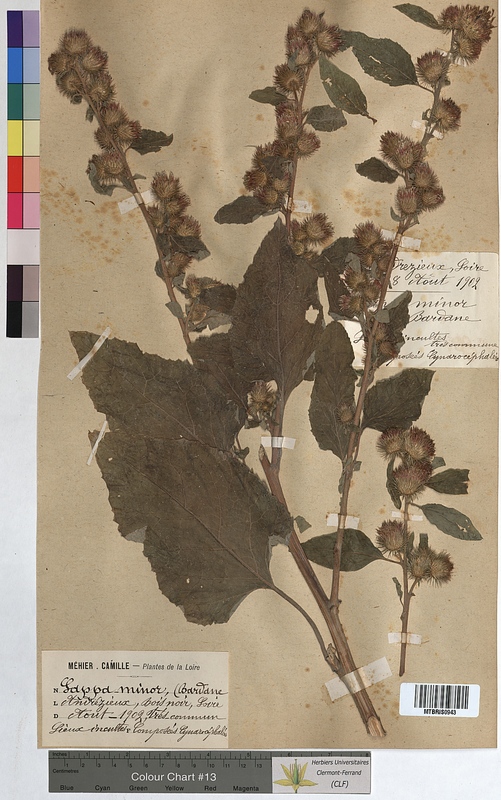 Lappa minor (Asteraceae)