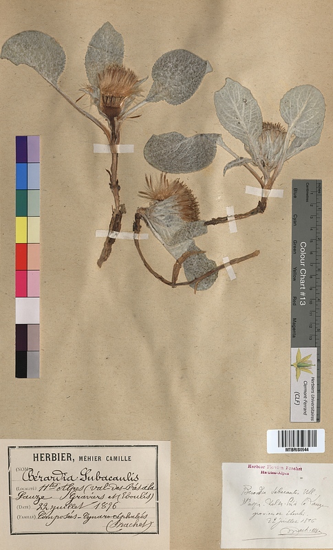Berardia subacaulis (Asteraceae)