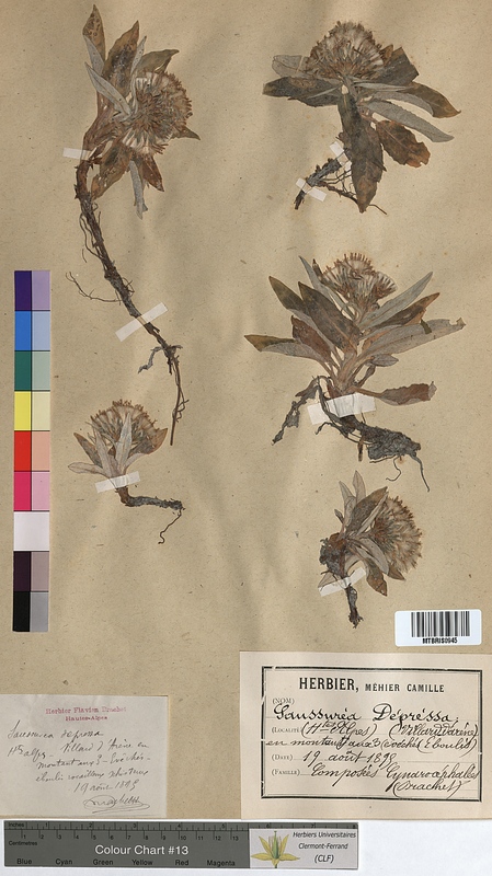 Saussurea depressa (Asteraceae)