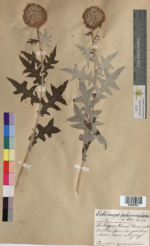 Echinops sphaerocephalus (Asteraceae)
