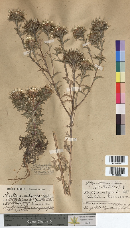 Carlina vulgaris (Asteraceae)