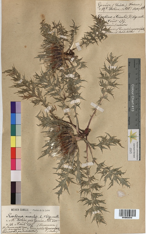 Carlina acaulis (Asteraceae)