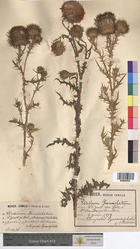 Cirsium lanceolatum (Asteraceae)