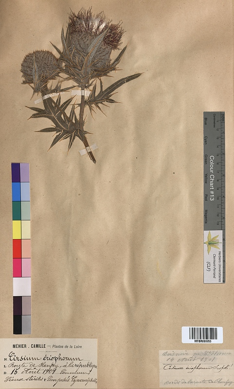 Cirsium eriophorum (Asteraceae)