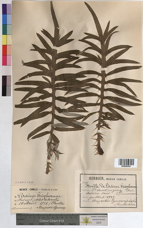 Cirsium eriophorum (Asteraceae)