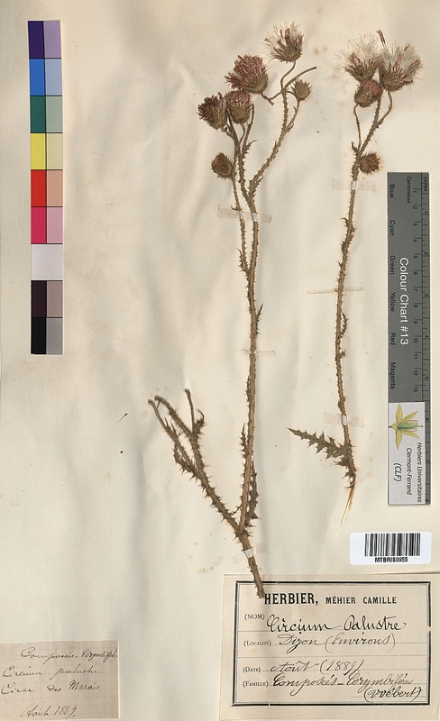 Cirsium palustre (Asteraceae)