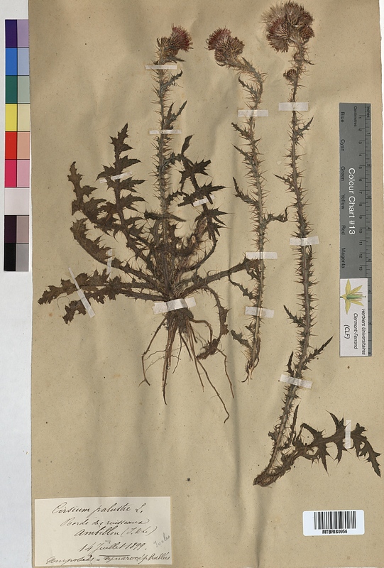 Cirsium palustre (Asteraceae)