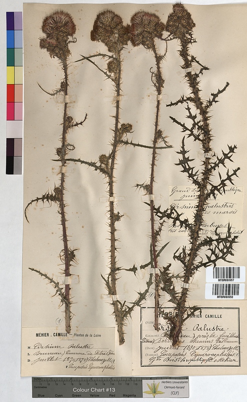 Cirsium palustre (Asteraceae)