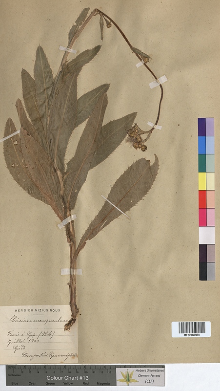 Cirsium monspessulanus (Asteraceae)