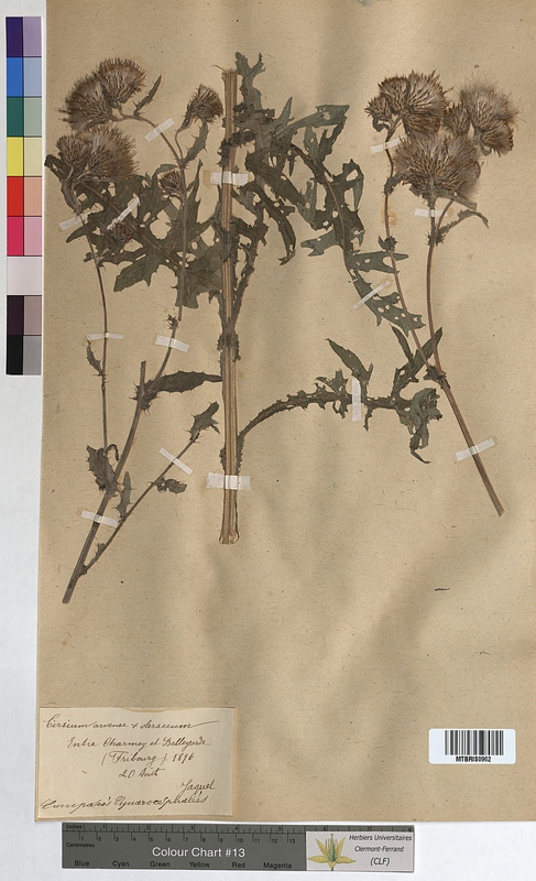 Cirsium arvense x oleraceum (Asteraceae)