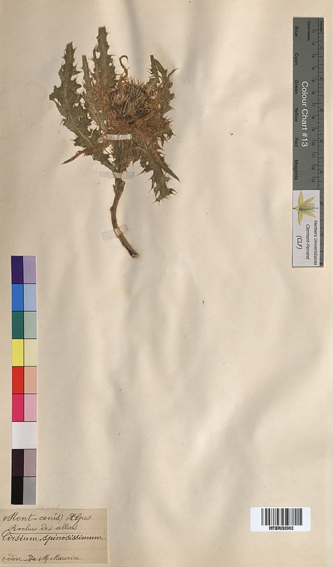 Cirsium spinosissimum (Asteraceae)