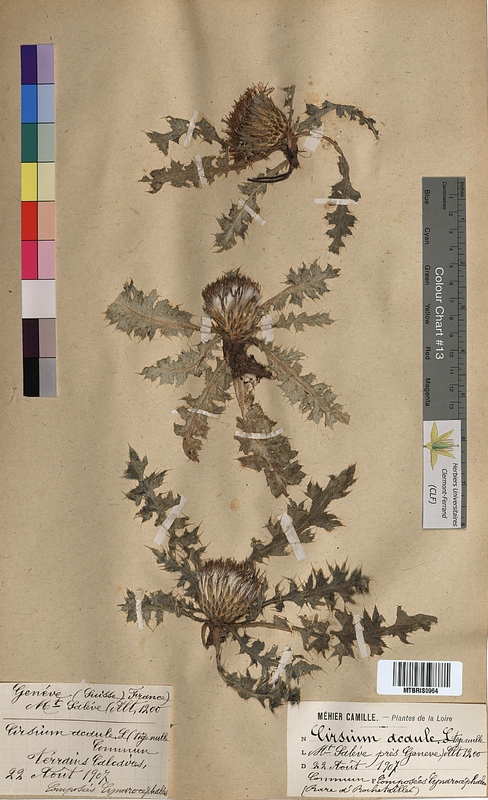 Cirsium acaule (Asteraceae)