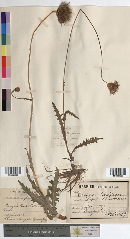 Cirsium anglicum (Asteraceae)
