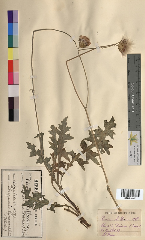 Cirsium bulbosum (Asteraceae)