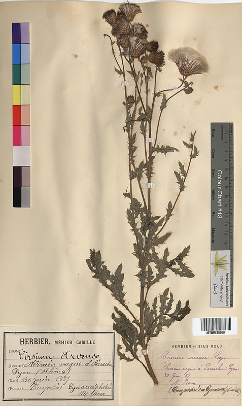 Cirsium arvense (Asteraceae)