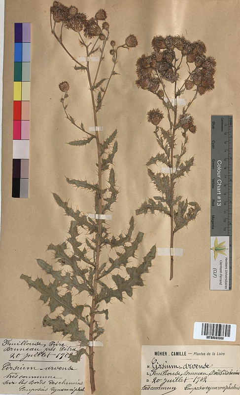 Cirsium arvense (Asteraceae)
