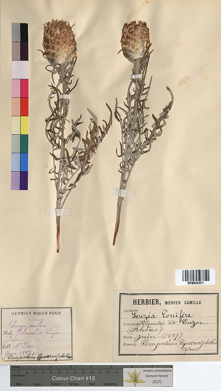 Leuzea conifera (Asteraceae)