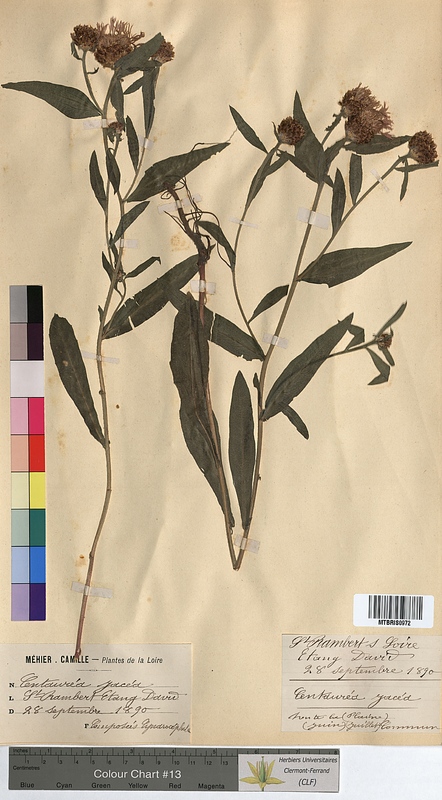 Centaurea jacea (Asteraceae)