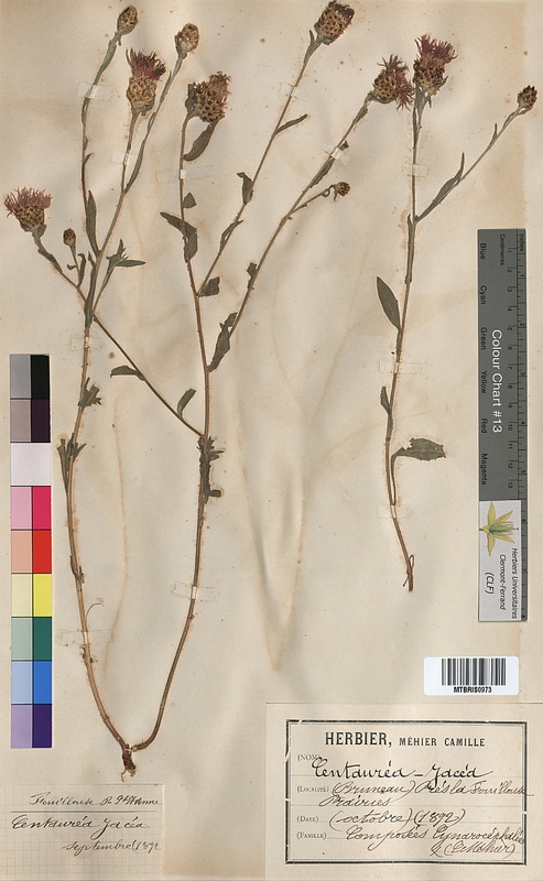 Centaurea jacea (Asteraceae)