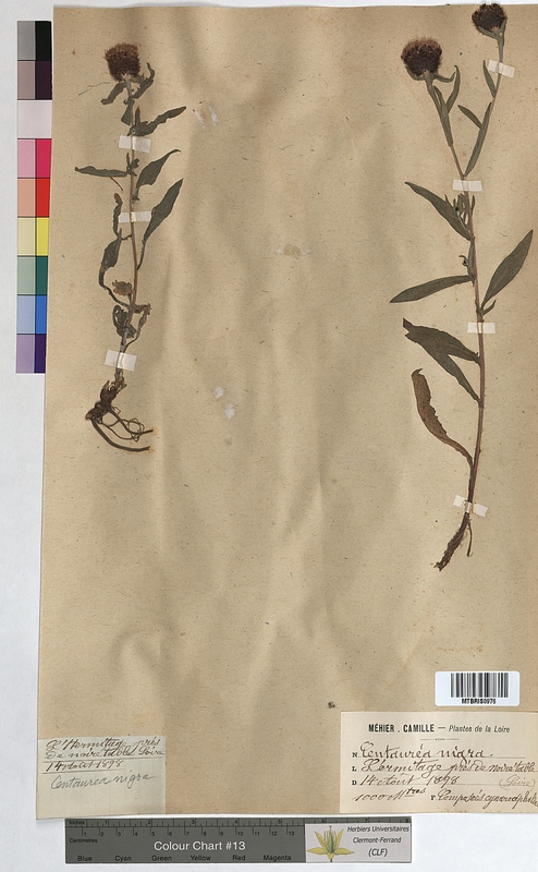 Centaurea nigra (Asteraceae)