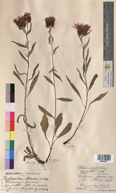 Centaurea obscura (Asteraceae)
