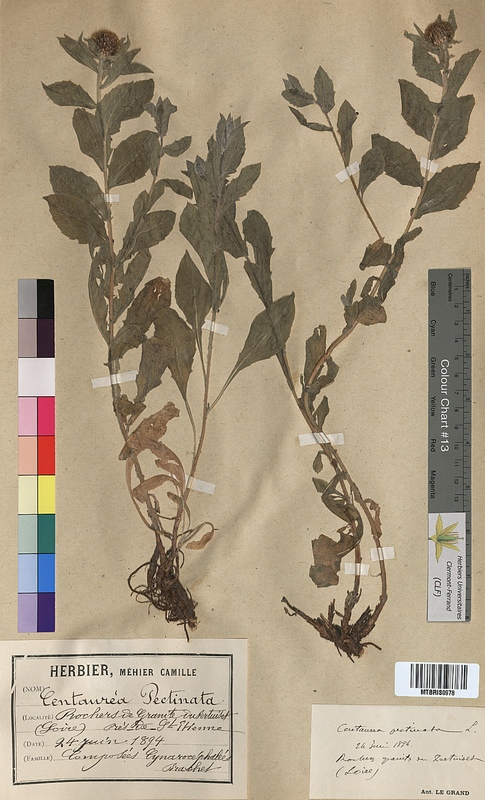 Centaurea pectinata (Asteraceae)