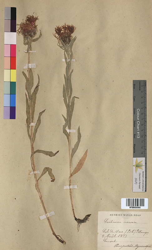 Centaurea nervosa (Asteraceae)