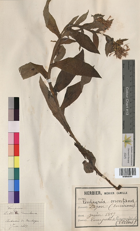 Centaurea montana (Asteraceae)