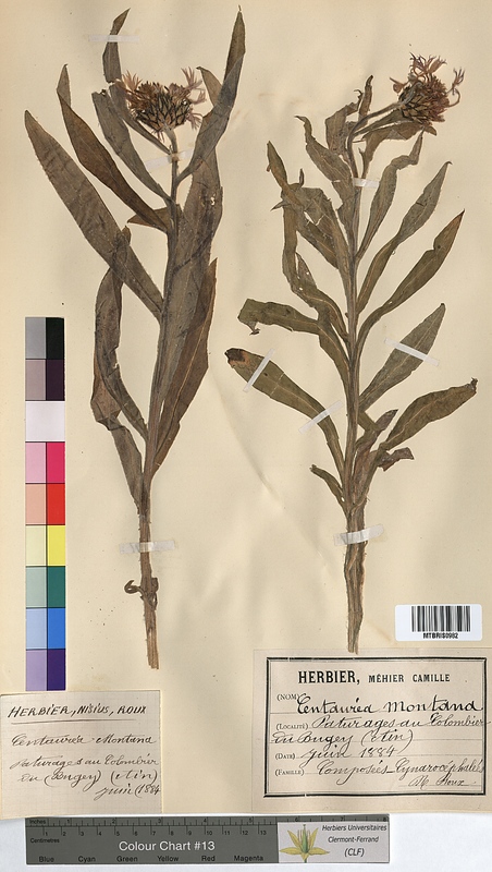Centaurea montana (Asteraceae)