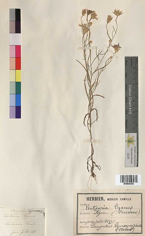 Centaurea cyanus (Asteraceae)