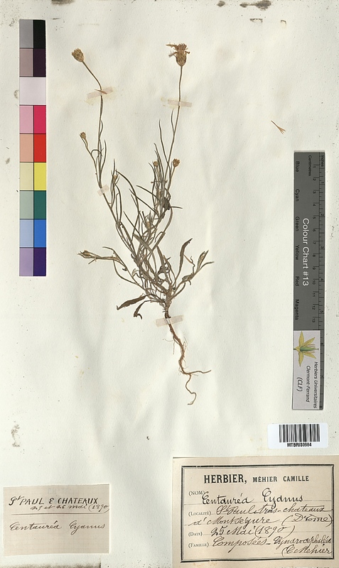 Centaurea cyanus (Asteraceae)
