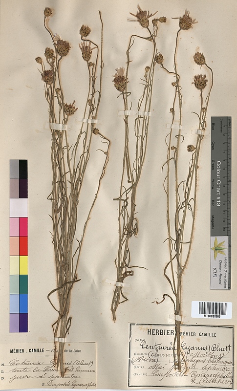 Centaurea cyanus (Asteraceae)