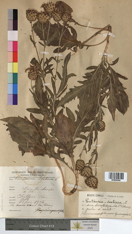 Centaurea scabiosa (Asteraceae)