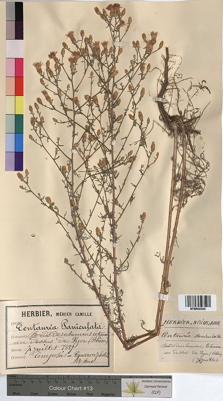 Centaurea paniculata (Asteraceae)