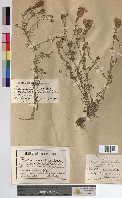 Centaurea maculosa (Asteraceae)