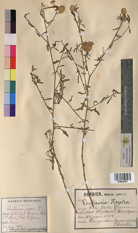 Centaurea aspera (Asteraceae)