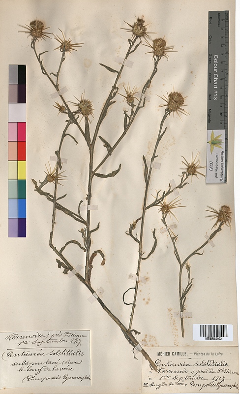 Centaurea solstitialis (Asteraceae)