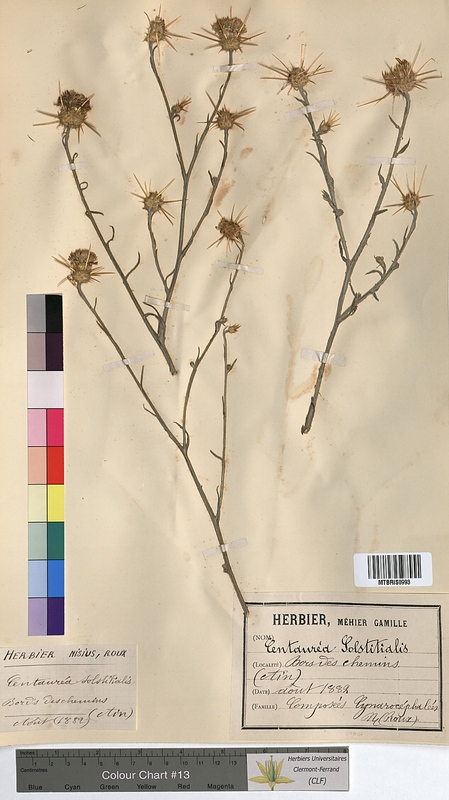 Centaurea solstitialis (Asteraceae)