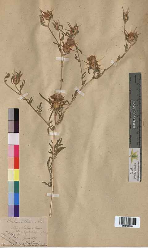 Centaurea iberica (Asteraceae)
