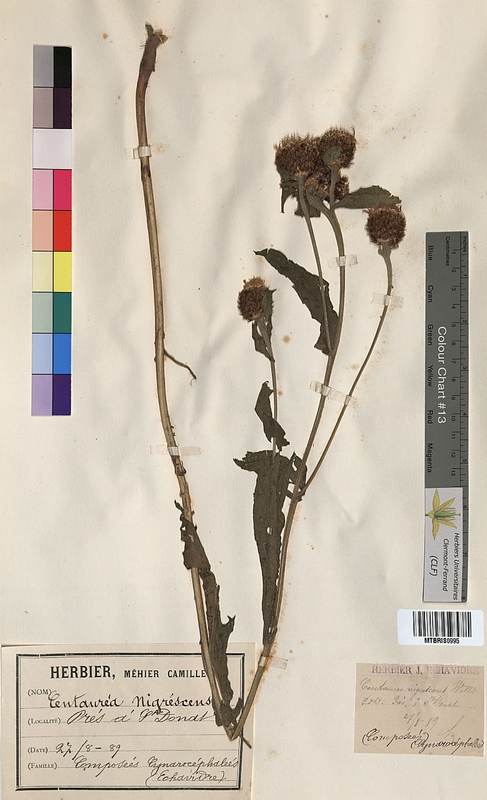 Centaurea nigrescens (Asteraceae)