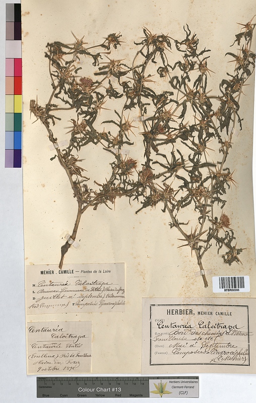 Centaurea calcitrapa (Asteraceae)