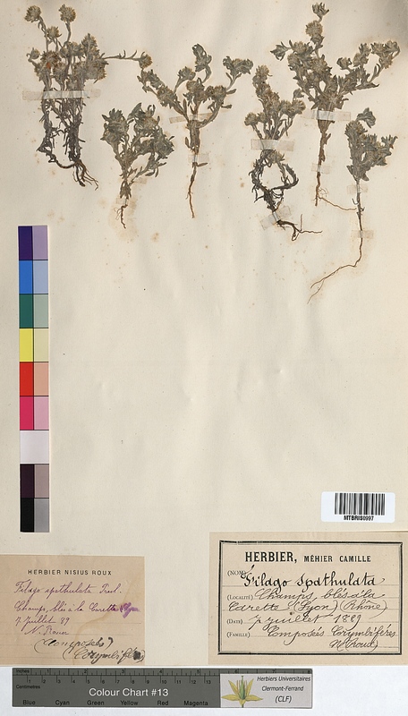 Filago spathulata (Asteraceae)