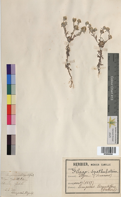 Filago spathulata (Asteraceae)