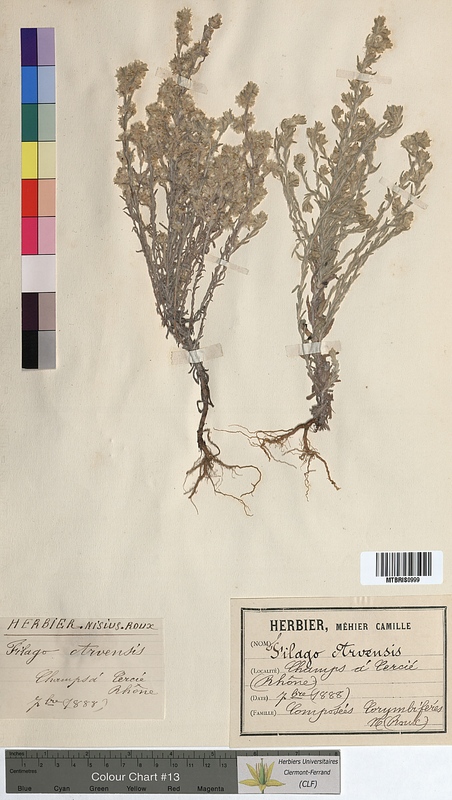Filago arvensis (Asteraceae)