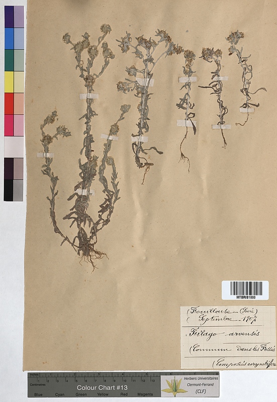 Filago arvensis (Asteraceae)