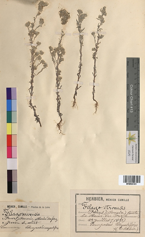 Filago arvensis (Asteraceae)